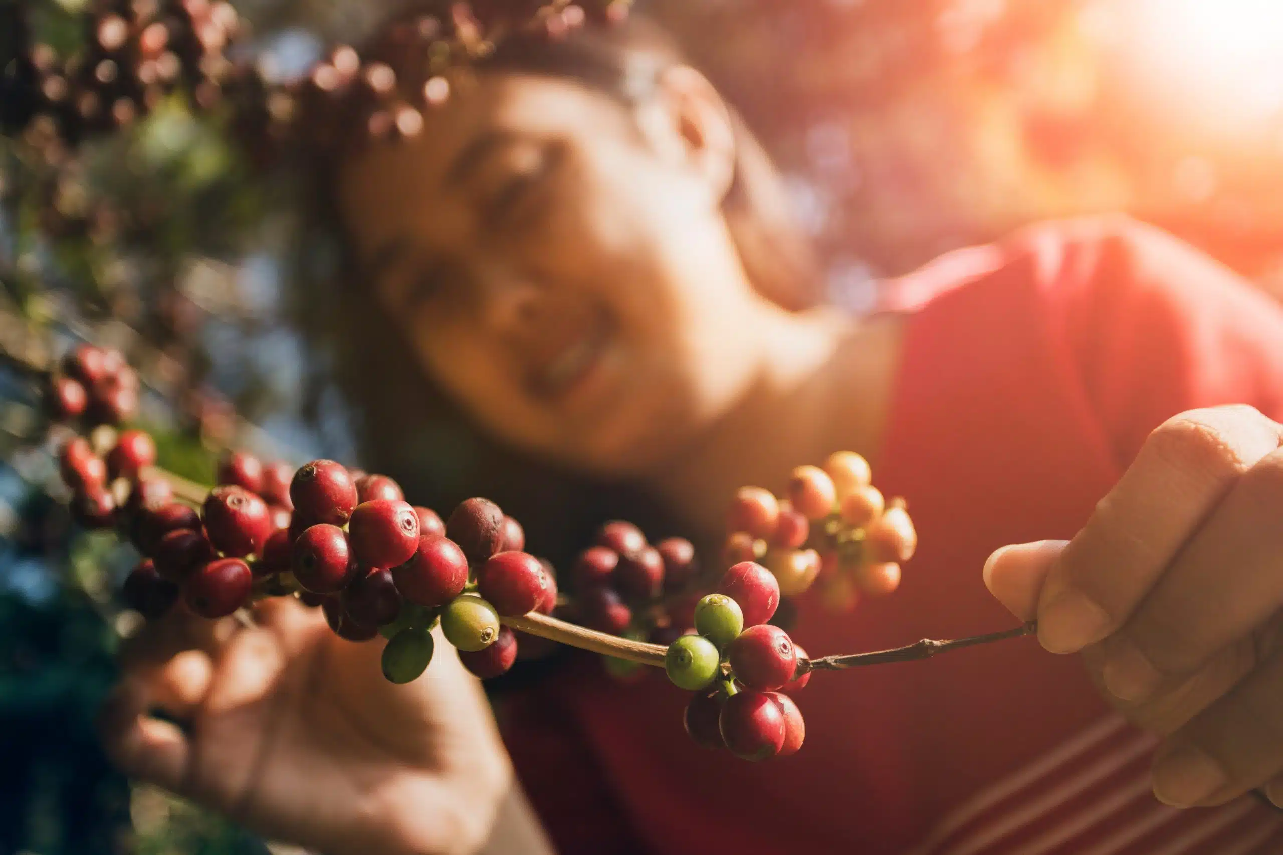 The Journey of Coffee: From Farm to Cup